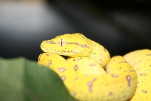 green tree python