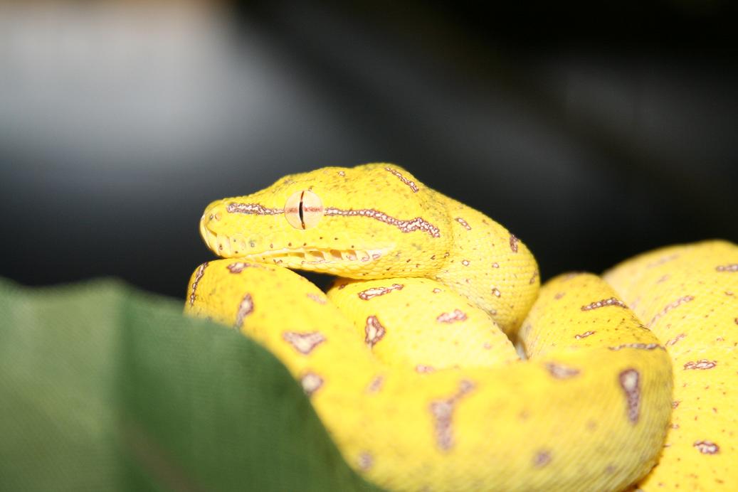 green tree python