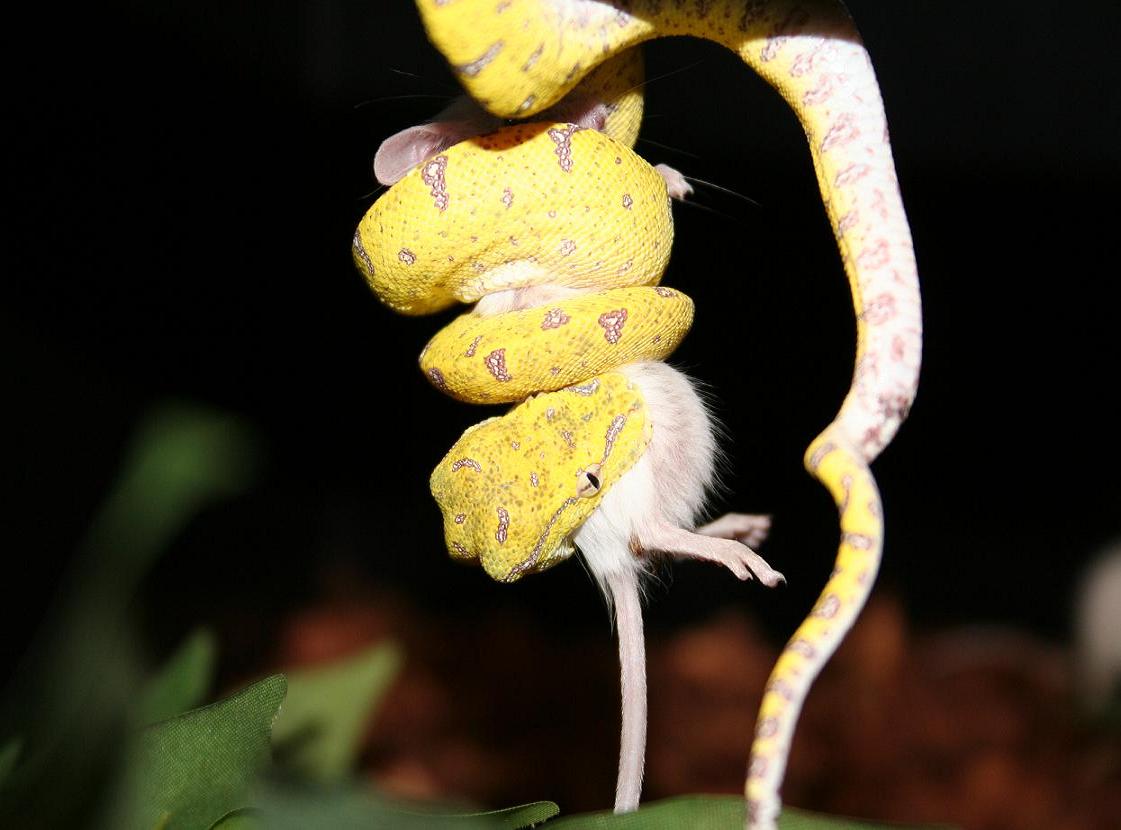 gtp and his dinner