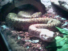 female granite burmese, ivory