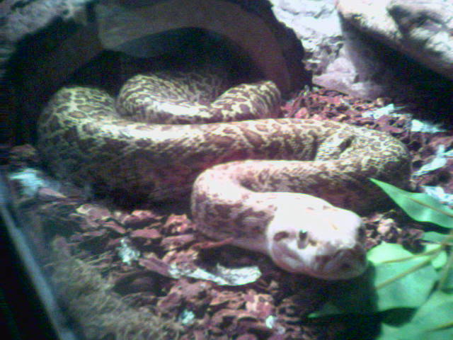 female granite burmese, ivory