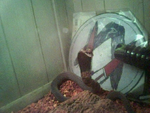 black necked spitting cobra