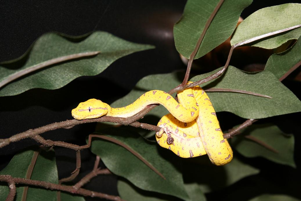 gtp