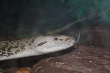 tounge