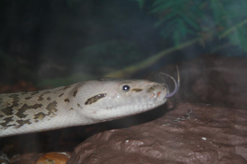 tounge
