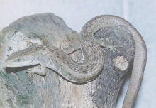 mexican Gerrhonotus sp.
