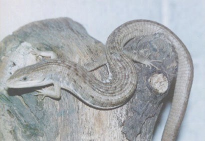 mexican Gerrhonotus sp.
