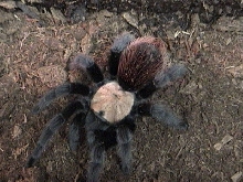 MEXICAN TARANTULA