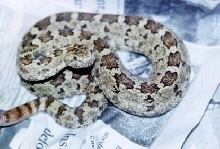 Crotalus aquilus