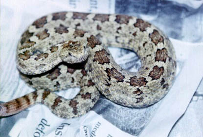 Crotalus aquilus