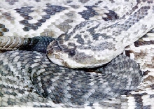 Crotalus mollossus oaxacus