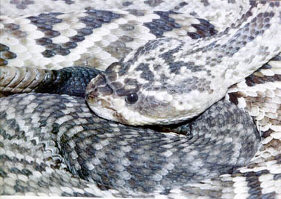 Crotalus mollossus oaxacus