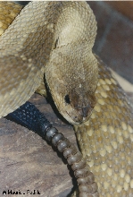 Crotalus  molossus nigrecens