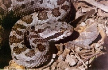 Crotalus pusillus