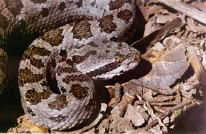 Crotalus pusillus