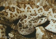 Crotalus scutulatus salvini