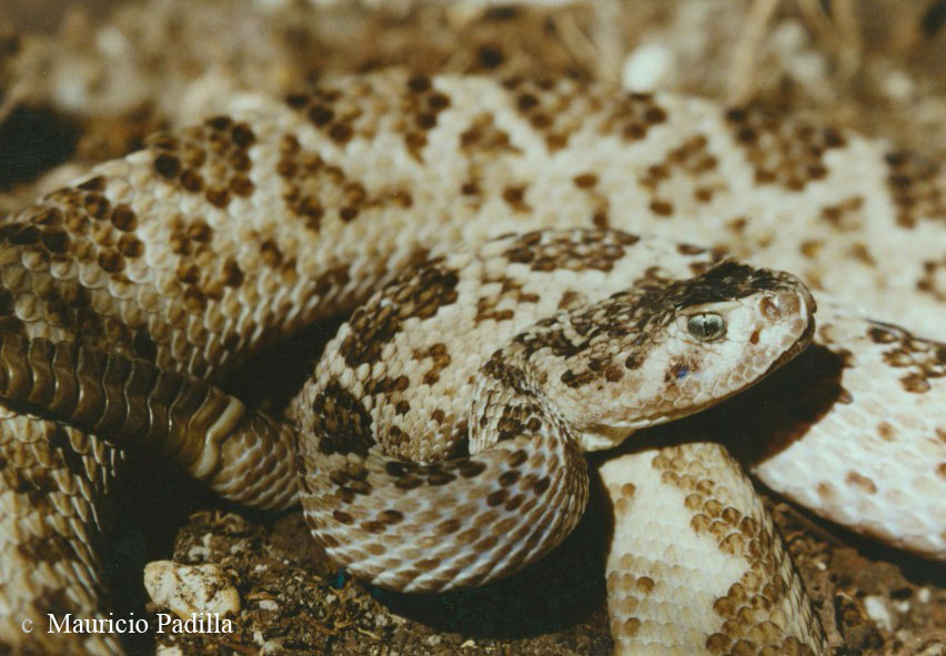 Crotalus scutulatus salvini