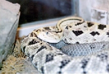Crotalus dirusus culminatus