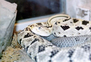 Crotalus dirusus culminatus
