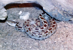 Sistrurus ravus exigus
