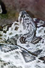Crotalus mollossus oaxacus