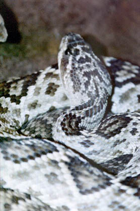 Crotalus mollossus oaxacus