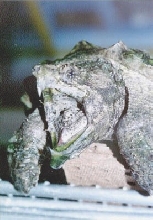 main beuty turtle