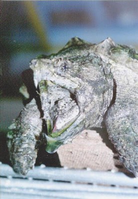 main beuty turtle