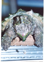my turtle