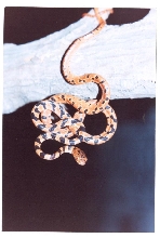Imantodes sp.