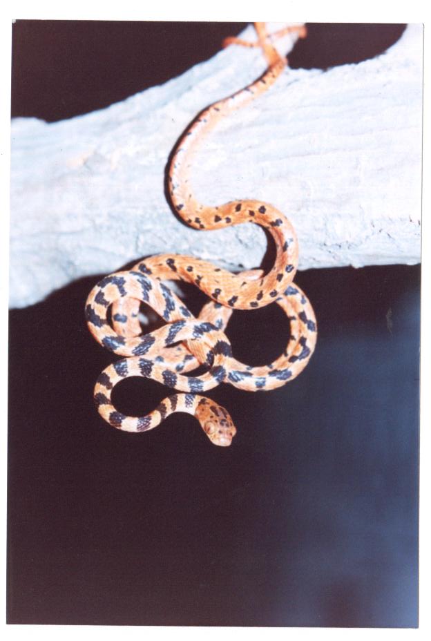 Imantodes sp.