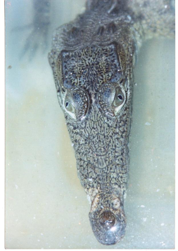 Crocodylus acutus