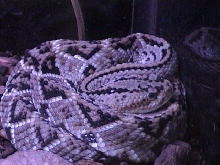 CULMINATUS