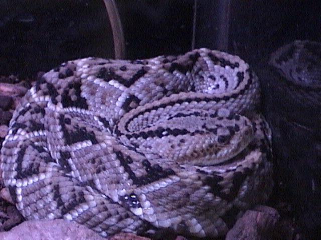 CULMINATUS