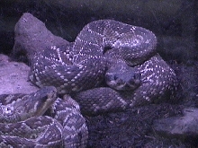 crotalus molossus nigrecencs