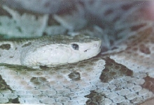 mexican Bothrops asper
