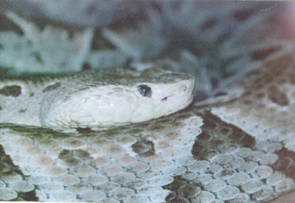 mexican Bothrops asper