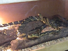 spilotes pullatus