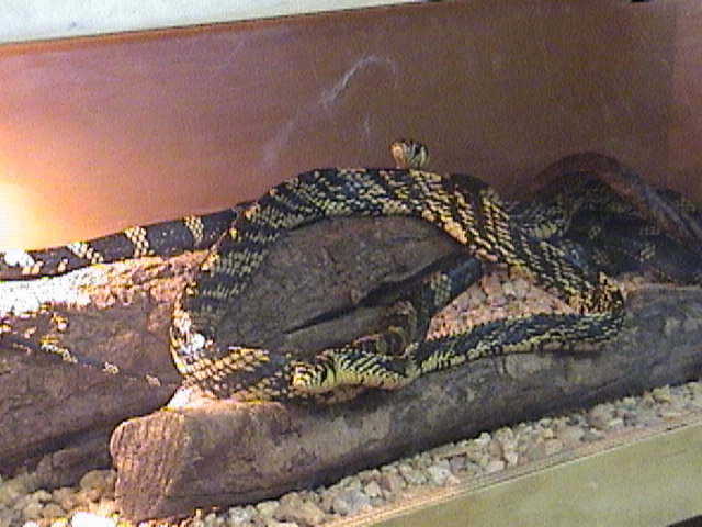 spilotes pullatus