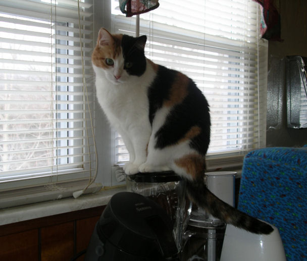 Patches PumaKit (on pedestal)