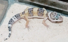 New Gecko