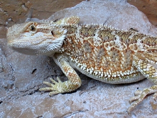 Jess 3142004
