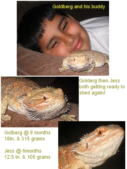 dragon in may 2