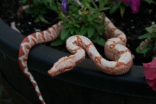 keeper male sunglow1