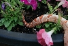 male sunglow tail pic