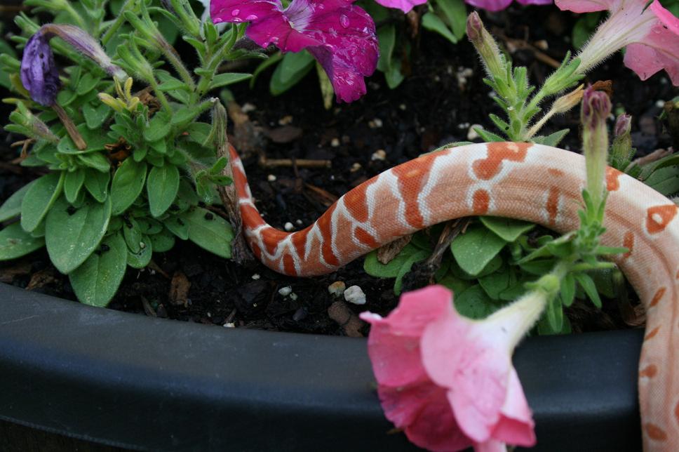 male sunglow tail pic