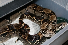 sharp strain het albino male