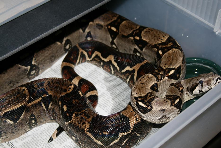 sharp strain het albino male