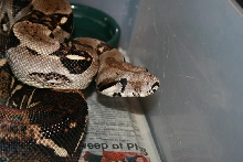 het albino sharp strain