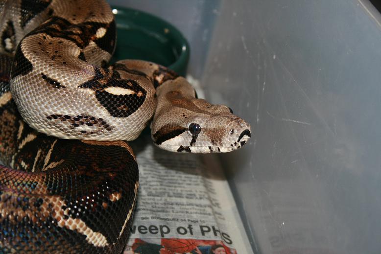 het albino sharp strain